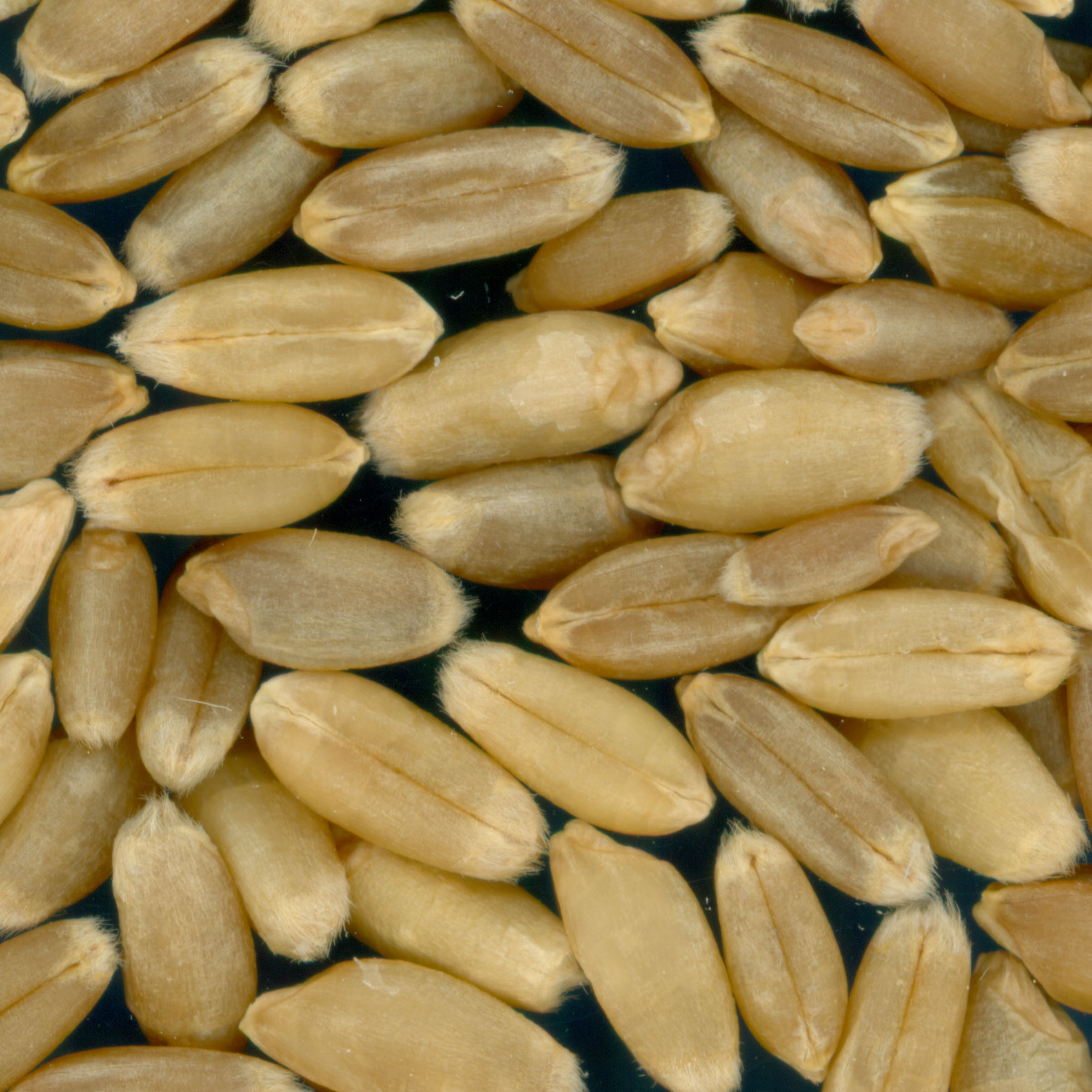 Click for 1 image(s) for this accession. KERNELS